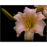 Hemerocallis Luxury Lace - Liliowiec Luxury Lace - jasnoróżowy, wys. 75, kw 7/8 FOTO