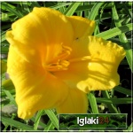 Hemerocallis Mini Stella - Liliowiec Mini Stella - kwiat żółty, wys. 30, kw. 7/8 FOTO