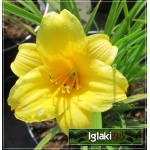 Hemerocallis Mini Stella - Liliowiec Mini Stella - kwiat żółty, wys. 30, kw. 7/8 C1,5