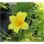 Hemerocallis Mini Stella - Liliowiec Mini Stella - kwiat żółty, wys. 30, kw. 7/8 FOTO