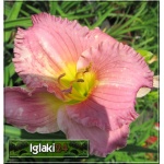 Hemerocallis Pastures of Pleasure - Liliowiec Pastures of Pleasure - kwiat lawendowo-różowy, żółte gardło, wys. 65, kw. 7/8 FOTO