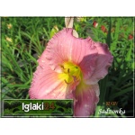 Hemerocallis Pastures of Pleasure - Liliowiec Pastures of Pleasure - kwiat lawendowo-różowy, żółte gardło, wys. 65, kw. 7/8 FOTO