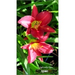Hemerocallis Ruby Stella - Liliowiec Ruby Stella - kwiat czerwony, żółte gardło, wys. 55, kw. 7/8 C1,5