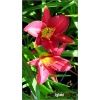 Hemerocallis Ruby Stella - Liliowiec Ruby Stella - kwiat czerwony, żółte gardło, wys. 55, kw. 7/8 C1,5