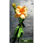 Hemerocallis Seventy Times Seven - Liliowiec Seventy Times Seven - kwiat jasnopomarańczowy, wys. 70, kw. 7/8 C1,5