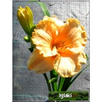 Hemerocallis Seventy Times Seven - Liliowiec Seventy Times Seven - kwiat jasnopomarańczowy, wys. 70, kw. 7/8 C1,5