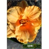 Hemerocallis Seventy Times Seven - Liliowiec Seventy Times Seven - kwiat jasnopomarańczowy, wys. 70, kw. 7/8 FOTO