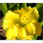 Hemerocallis Siloam Harold Flickinger - Liliowiec Siloam Harold Flickinger - kwiat żółty z zielonym gardłem, wys. 70, kw. 7/8 C1,5