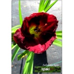 Hemerocallis Siloam Paul Watts - Liliowiec Siloam Paul Watts - kwiat czerwony, wys. 45, kw. 7/8 FOTO