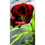 Hemerocallis Siloam Paul Watts - Liliowiec Siloam Paul Watts - kwiat czerwony, wys. 45, kw. 7/8 FOTO