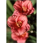 Hemerocallis Siloam Paul Watts - Liliowiec Siloam Paul Watts - kwiat czerwony, wys. 45, kw. 7/8 C1,5