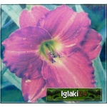 Hemerocallis Siloam Royal Prince - Liliowiec Siloam Royal Prince - kwiat purpurowy, zielonkawe gardło, wys. 50 kw. 7/8 C1,5