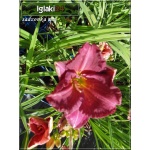 Hemerocallis Siloam Royal Prince - Liliowiec Siloam Royal Prince - kwiat purpurowy, zielonkawe gardło, wys. 50 kw. 7/8 FOTO