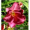 Hemerocallis Siloam Royal Prince - Liliowiec Siloam Royal Prince - kwiat purpurowy, zielonkawe gardło, wys. 50 kw. 7/8 FOTO