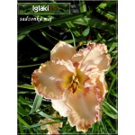 Hemerocallis Sink Into Your Eyes - Liliowiec Sink Into Your Eyes - kwiat kremowy z fioletowym środkiem i brzegiem, wys. 60, kw 7/8 C1,5