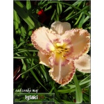 Hemerocallis Sink Into Your Eyes - Liliowiec Sink Into Your Eyes - kwiat kremowy z fioletowym środkiem i brzegiem, wys. 60, kw 7/8 FOTO
