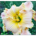 Hemerocallis Spacecoast Passion Released - Liliowiec Spacecoast Passion Released - kwiat różowo-żółty z falbanką, wys. 60, kw. 6/7 C1,5