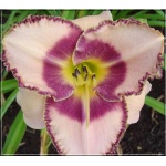 Hemerocallis Spacecoast Picotee Prince - Liliowiec Spacecoast Picotee Prince - kwiat różowy z ciemnoróżowym oczkiem i falbanką, wys. 60, kw. 6/7 C1,5