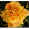 Hemerocallis Spacecoast Sensation - Liliowiec Spacecoast Sensation - kwiat pomarańczowy pełny, wys. 60, kw. 6/7 C1,5