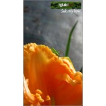 Hemerocallis Spacecoast Sensation - Liliowiec Spacecoast Sensation - kwiat pomarańczowy pełny, wys. 60, kw. 6/7 C1,5