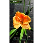 Hemerocallis Spacecoast Sensation - Liliowiec Spacecoast Sensation - kwiat pomarańczowy pełny, wys. 60, kw. 6/7 FOTO