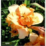 Hemerocallis Spacecoast Small Talk - Liliowiec Spacecoast Small Talk - kwiat żółto-pomarańczowy, wys. 60, kw. 6/7 FOTO