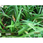 Hemerocallis Startle - Liliowiec Startle - kwiat czerwono-malinowy z białym brzegiem, zielone gardło, wys. 65, kw. 6/7 FOTO