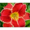 Hemerocallis Startle - Liliowiec Startle - kwiat czerwono-malinowy z białym brzegiem, zielone gardło, wys. 65, kw. 6/7 C1,5