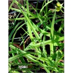 Hemerocallis Stella d&Oro - Liliowiec Stella d&Oro - żółty, wys. 30, kw 6/9 C1,5