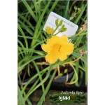 Hemerocallis Stella d&Oro - Liliowiec Stella d&Oro - żółty, wys. 30, kw 6/9 FOTO