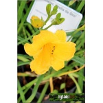 Hemerocallis Stella d&Oro - Liliowiec Stella d&Oro - żółty, wys. 30, kw 6/9 FOTO