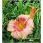 Hemerocallis Sweet Sugar Candy - Liliowiec Sweet Sugar Candy - kwiat różowy z czerwonym środkiem, zielone gardło, wys. 65, kw. 7/8 FOTO