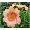 Hemerocallis Sweet Sugar Candy - Liliowiec Sweet Sugar Candy - kwiat różowy z czerwonym środkiem, zielone gardło, wys. 65, kw. 7/8 C1,5