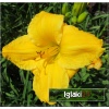 Hemerocallis Texas Sunlight - Liliowiec Texas Sunlight - kwiat złoto-żółty, wys. 65, kw. 7/8 C1,5 P