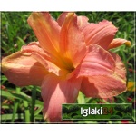 Hemerocallis Think Pink - Liliowiec Think Pink - kwiat różowy, żółte gardło, wys. 60, kw 7/8 C1,5