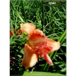 Hemerocallis Think Pink - Liliowiec Think Pink - kwiat różowy, żółte gardło, wys. 60, kw 7/8 C1,5
