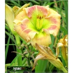 Hemerocallis Tropical Passion - Liliowiec Tropical Passion - kwiat różowo-czerwony z kremową obwódką, zielone gardło, wys. 60, kw. 7/8 C1,5