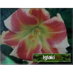 Hemerocallis Tropical Passion - Liliowiec Tropical Passion - kwiat różowo-czerwony z kremową obwódką, zielone gardło, wys. 60, kw. 7/8 C1,5