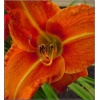 Hemerocallis Tuscawilla Tigress - Liliowiec Tuscawilla Tigress - kwiat pomarańczowy, wys. 60, kw. 7/8 C1,5