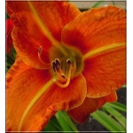 Hemerocallis Tuscawilla Tigress - Liliowiec Tuscawilla Tigress - kwiat pomarańczowy, wys. 60, kw. 7/8 C1,5