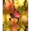 Heuchera Amber Waves - Żurawka Amber Waves - liście zielono-różowe, wys. 40, kw. 5/7 C0,5 P xxxy