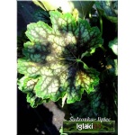 Heuchera Beauty Color - Żurawka Beauty Color - bordowe liście z białym obrysunkiem, wys 50, kw 7/8 FOTO 