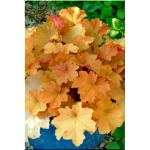 Heuchera Caramel - Żurawka Caramel - liście żółto-brązowo-purpurowe (karmelowe), kwiaty kremowobiałe, wys. 35, kw 6/7 FOTO