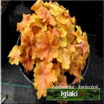 Heuchera Caramel - Żurawka Caramel - liście żółto-brązowo-purpurowe (karmelowe), kwiaty kremowobiałe, wys. 35, kw 6/7 FOTO