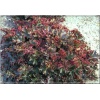 Heuchera Crimson Curls - Żurawka Crimson Curls - ciemnobordowe liście, wys. 30, kw. 5/7 FOTO