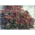 Heuchera Crimson Curls - Żurawka Crimson Curls - ciemnobordowe liście, wys. 30, kw. 5/7 FOTO