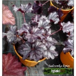 Heuchera Forever Purple - Żurawka Forever Purple - liść purpurowy zmienny, kwiat purpurowy, wys. 20, szer. 30, kw. 5/7 FOTO