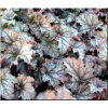 Heuchera Mars - Żurawka Mars - liście jasnofioletowo-czerwone, wys. 30, kw. 5/8 FOTO zzzz