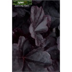 Heuchera Obsidian - Żurawka Obsidian - ciemnobordowe liście, kwiat biały, wys 40, kw 5/6 FOTO