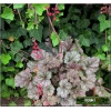 Heuchera Rave On - Żurawka Rave On - liście purpurowo-brązowym z srebrnym nalotem, kwiaty różowe, wys. 20, kw 5/6 FOTO